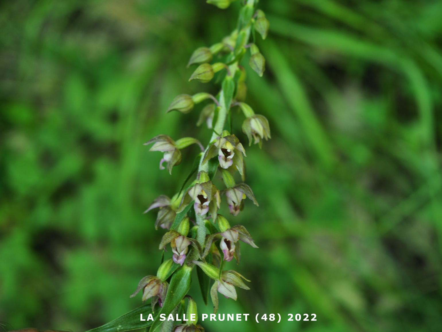 Helleborine, Broad-leaved